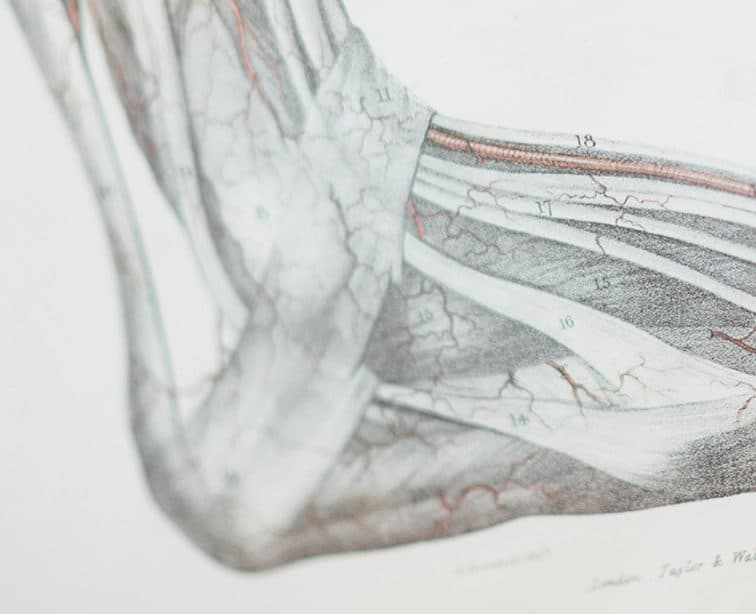 Gravura anatômica do pé e do tornozelo, com tendões e vasos